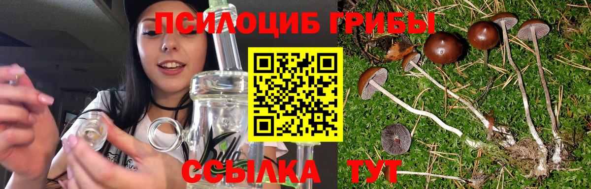 Псилоцибиновые грибы Cubensis Ковров